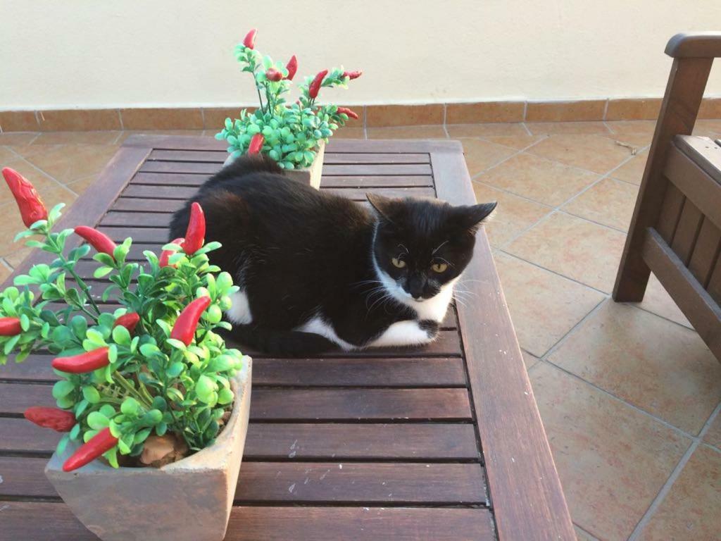 B&B Villa Sul Golfo Quartu SantʼElena Kültér fotó